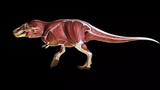 Tyrannosaurus rex izomzat rekonstrukci�ja