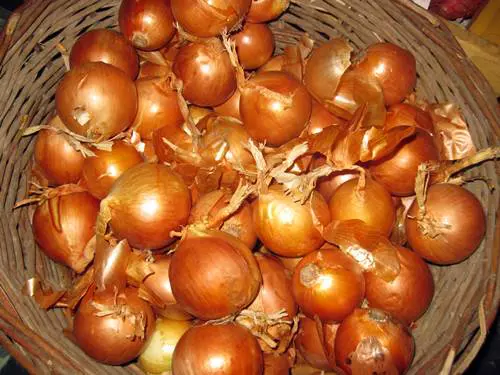 V�r�shagyma (Allium cepa)