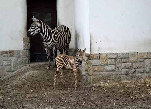 Zebracsik� a F�v�rosi �llatkertben